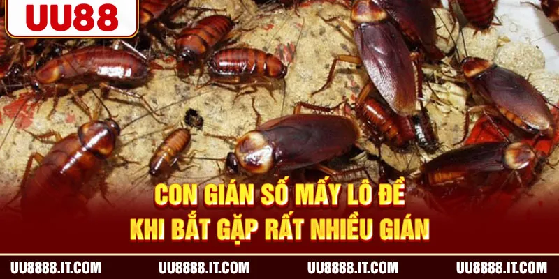 Con gián số mấy lô đề khi bắt gặp rất nhiều gián
