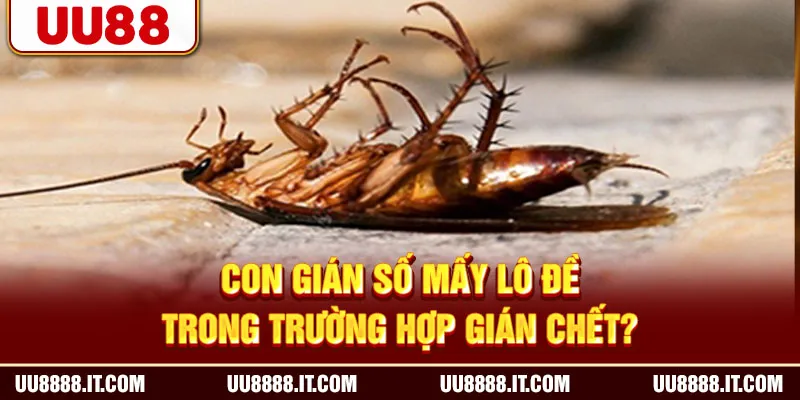 Con gián số mấy lô đề trong trường hợp gián chết?