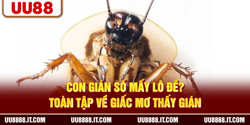 Con Gián Số Mấy Lô Đề? Toàn Tập Về Giấc Mơ Thấy Gián