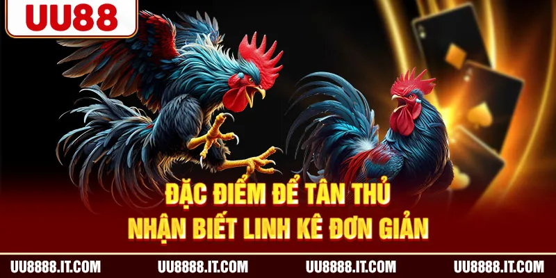 Đặc điểm để tân thủ nhận biết linh kê đơn giản