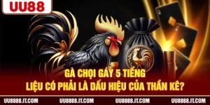 Gà Chọi Gáy 5 Tiếng - Liệu Có Phải Là Dấu Hiệu Của Thần Kê?