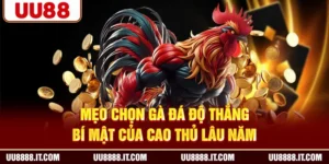 Mẹo Chọn Gà Đá Độ Thắng - Bí Mật Của Cao Thủ Lâu Năm
