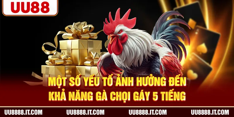 Một số yếu tố ảnh hưởng đến khả năng gà chọi gáy 5 tiếng