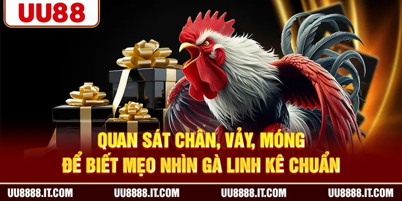 Quan sát chân, vảy, móng để biết mẹo nhìn gà linh kê chuẩn