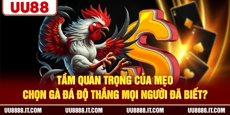 Tầm quan trọng của mẹo chọn gà đá độ thắng mọi người đã biết?