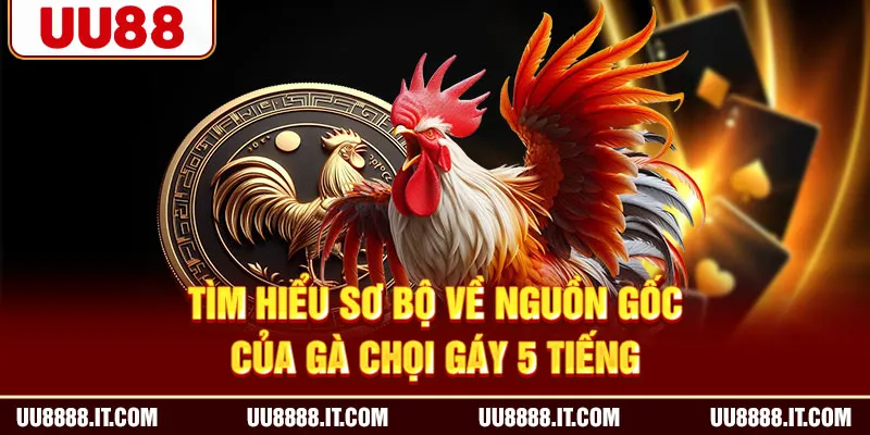 Tìm hiểu sơ bộ về nguồn gốc của gà chọi gáy 5 tiếng