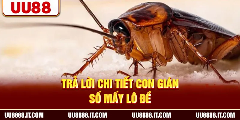 Trả lời chi tiết con gián số mấy lô đề