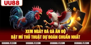 Xem Ngày Đá Gà Ăn Độ - Bật Mí Thủ Thuật Dự Đoán Chuẩn Nhất