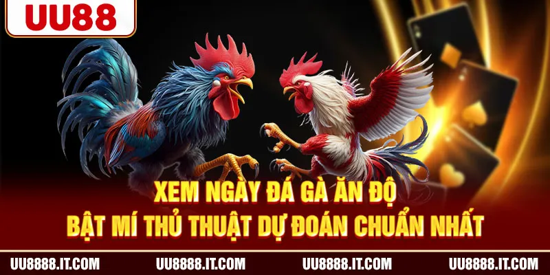 Xem Ngày Đá Gà Ăn Độ - Bật Mí Thủ Thuật Dự Đoán Chuẩn Nhất